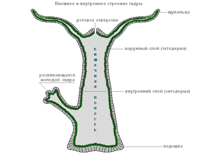 Кракен тор ссылка магазин